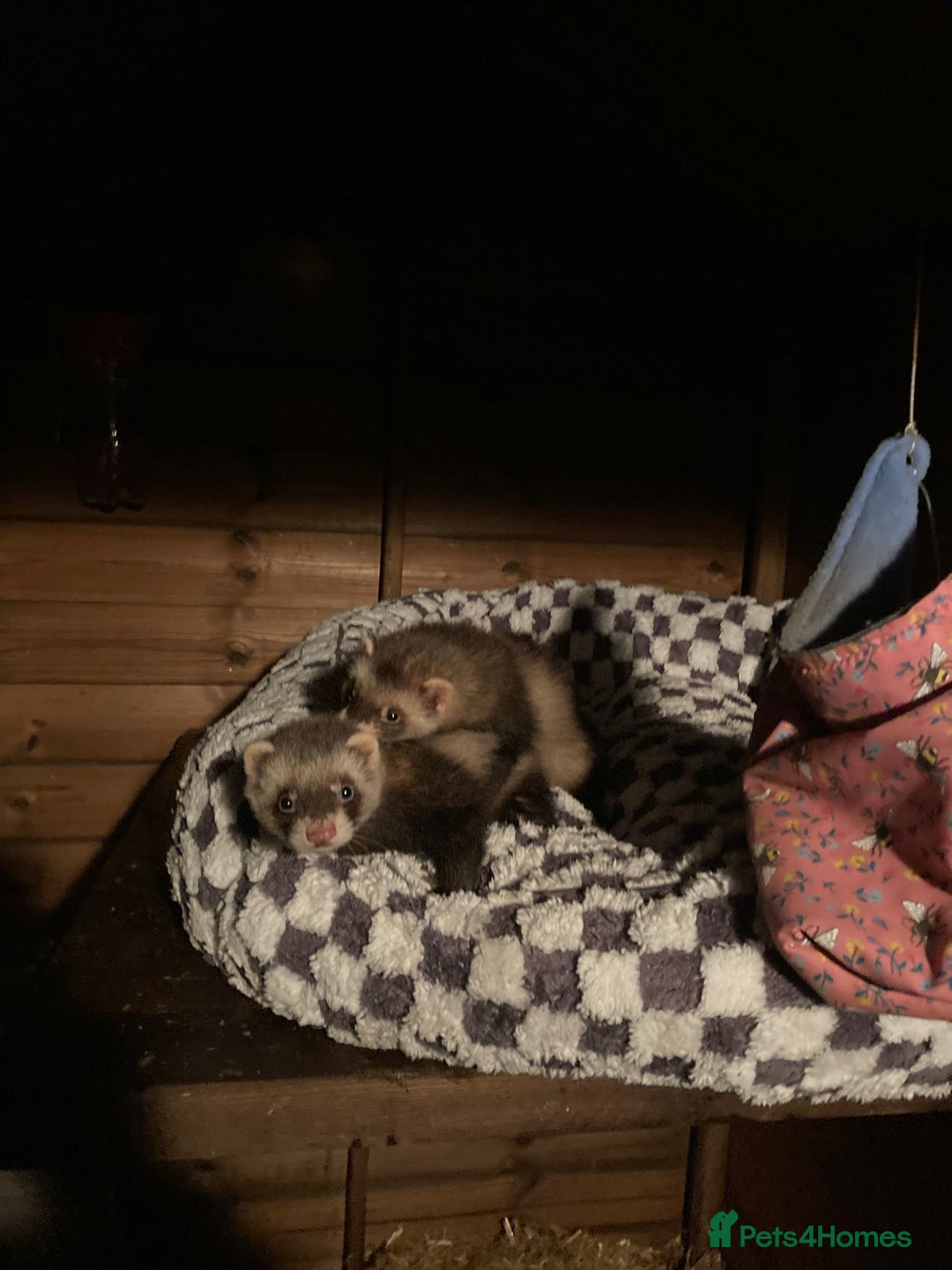 Ferret rodents for sale: 2x Bonded ferret brothers  - Image 1