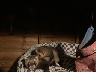 Ferret rodents - Advert 1