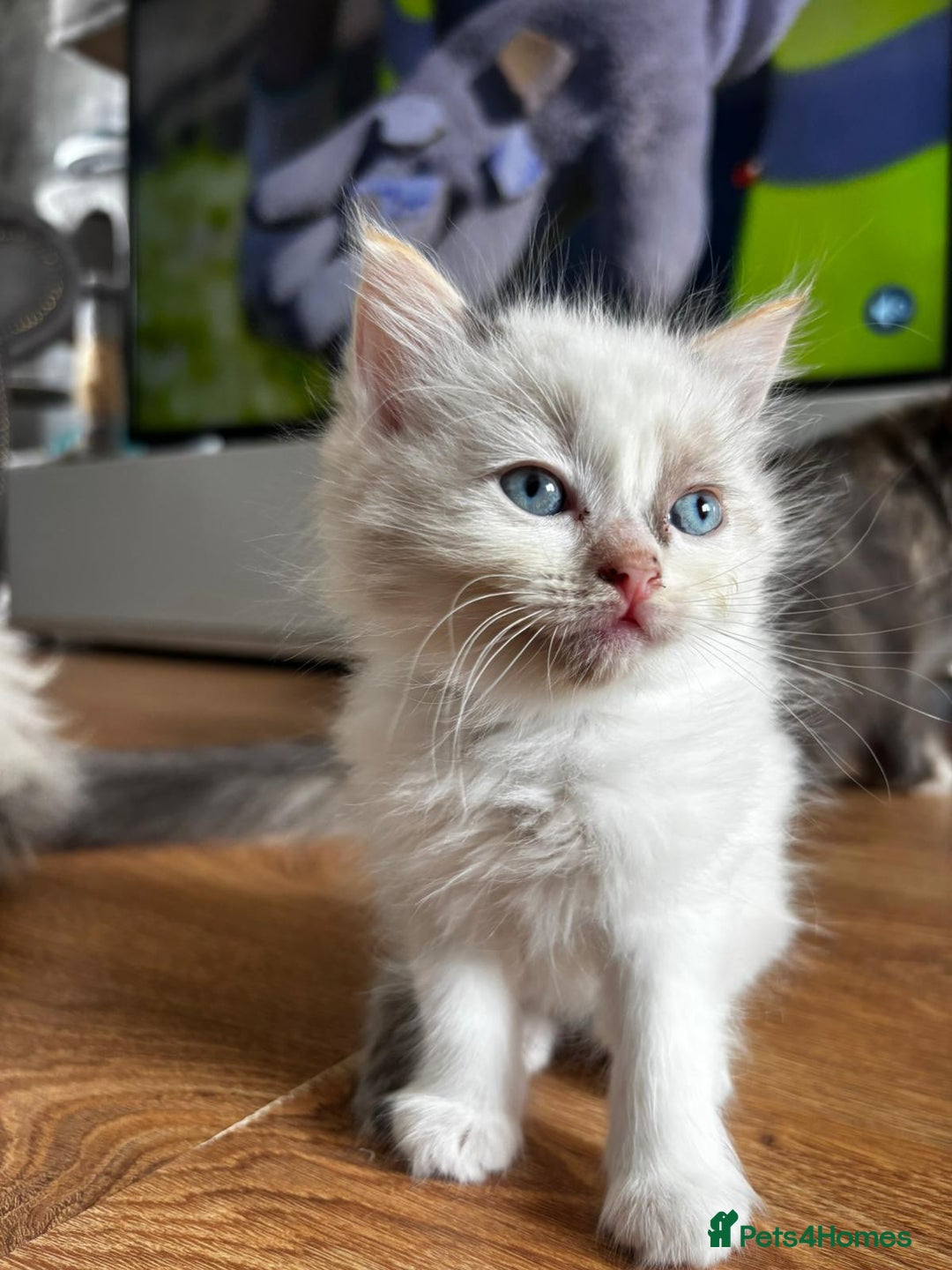 Ragdoll cats for sale: 6 gorgeous fluffy ragdoll kittens  - Image 15
