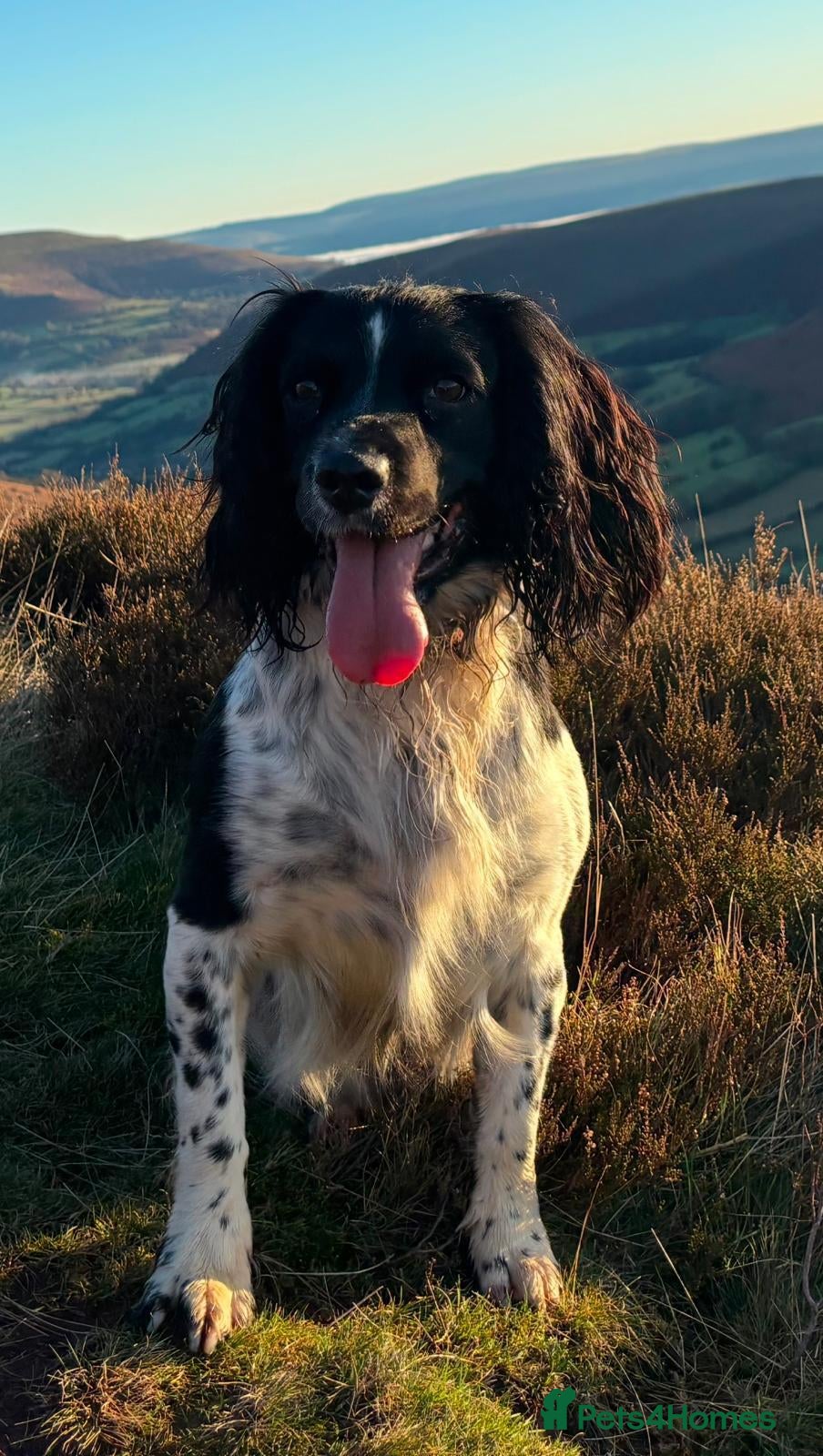 English Springer Spaniel dogs KC Registered English Springer Spaniel Puppies - Advert 2