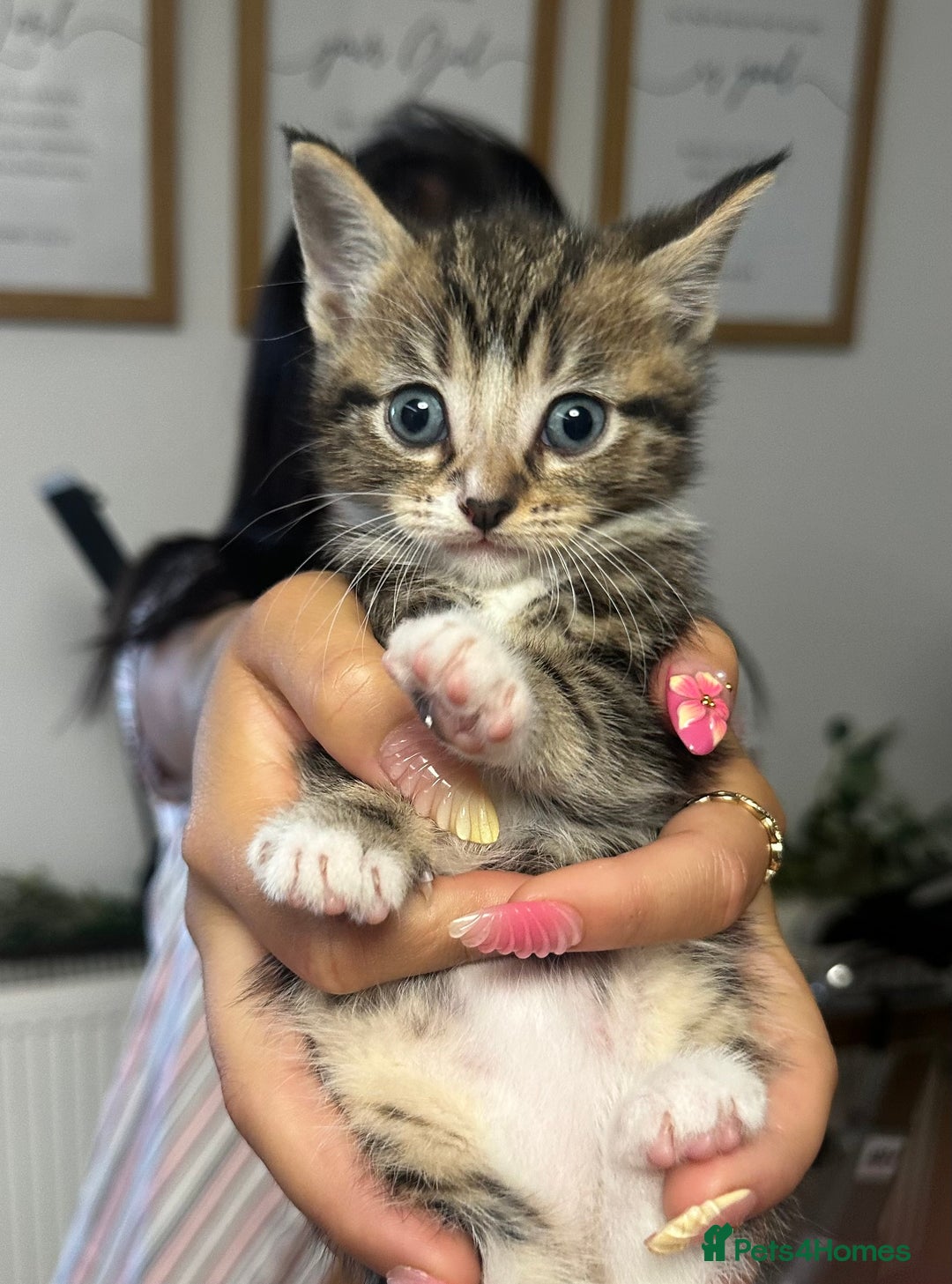 Mixed Breed cats for sale: 6 Of the cutest kittens ever !  - Image 20