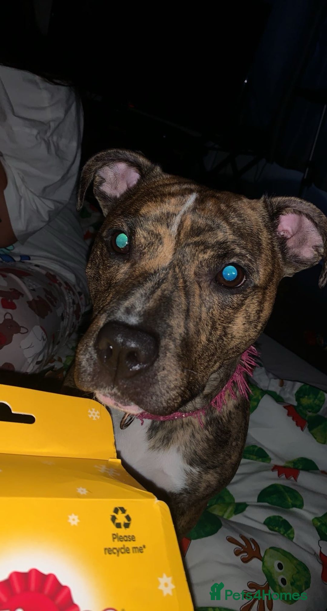 Mixed Breed dogs for sale: Crossbreed Staffordshire BullTerrior - Advert 3