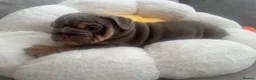 English Bulldog dogs for sale: Premium KC Registered English Bulldog Puppies   - Advert 12