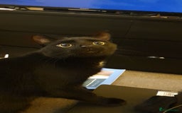Bombay cats for sale: Bombay Male, Tripod, 6yo - Image 3