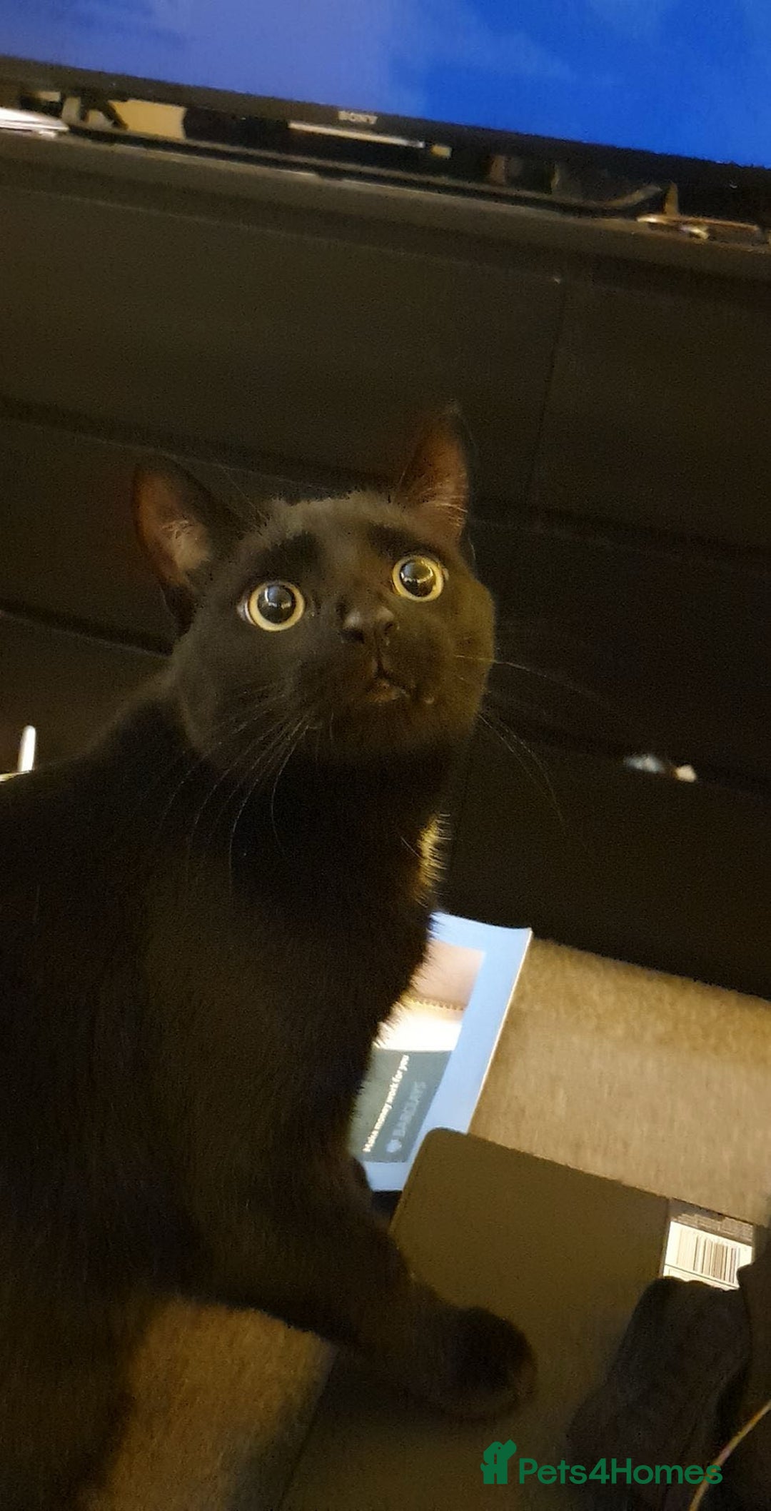 Bombay cats for sale: Bombay Male, Tripod, 6yo - Image 3