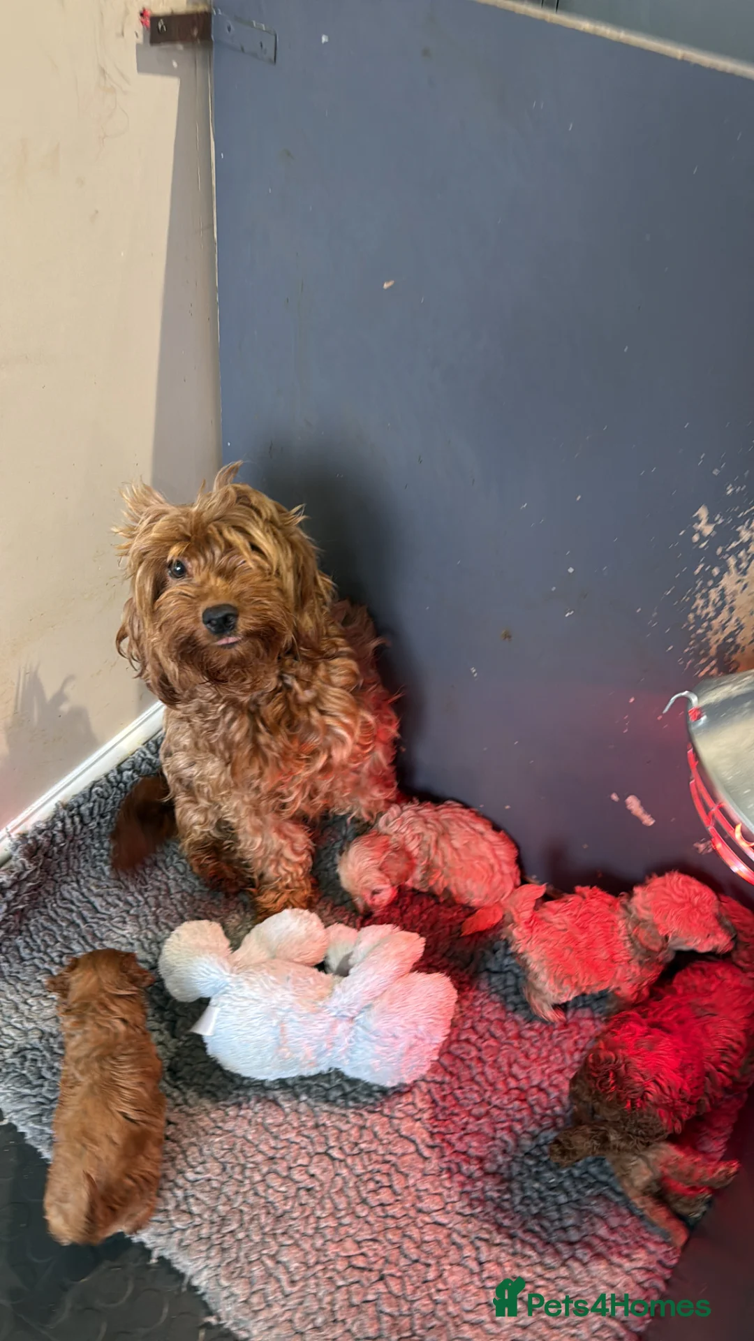 Cavapoo dogs for sale: Cavapoo babies 5 🌟 breeder vet approved - Advert 2