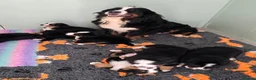 Bernese Mountain Dog dogs for sale: KC REGISTERED BERNEESE PUPPIES  - Advert 32