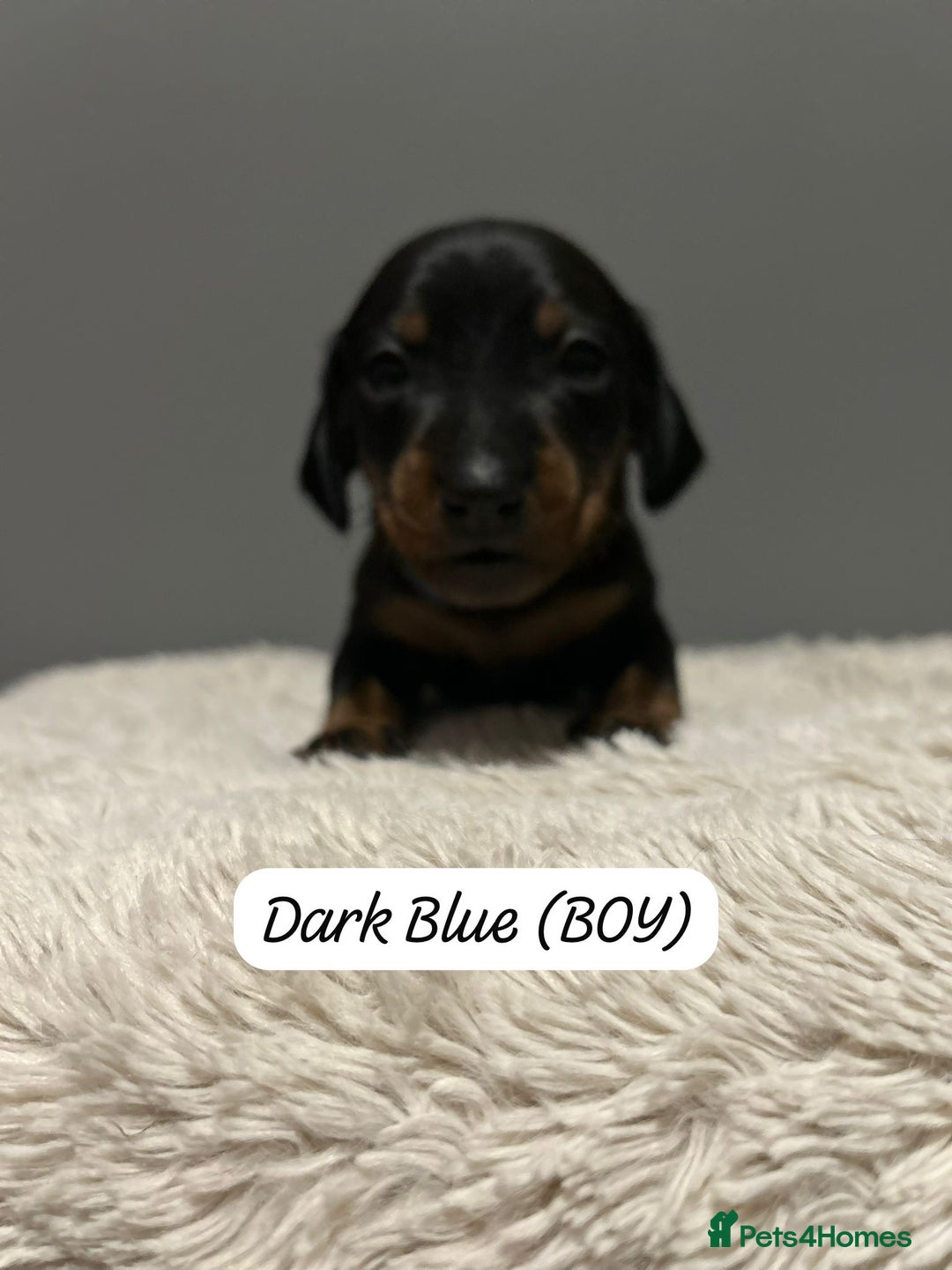 Miniature Dachshund dogs for sale: Miniature dachshund  - Advert 15