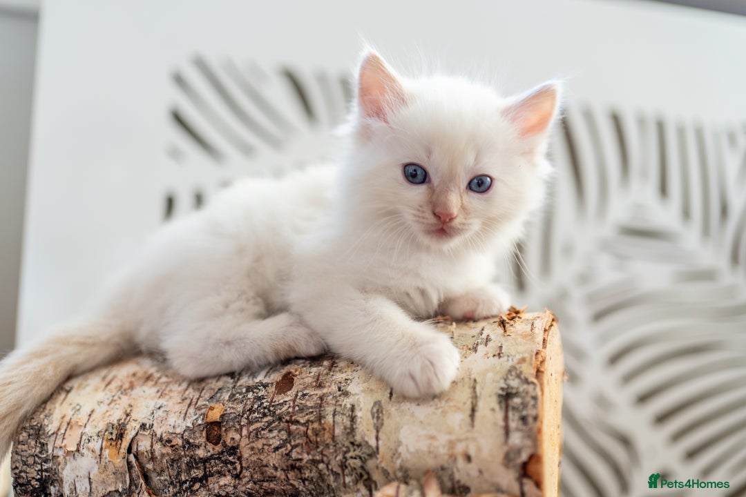 Ragdoll cats for sale: Pure Ragdol kittens ready for a new homes  - Advert 12