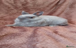Netherland Dwarf rabbits for sale: Netherland dwarf  - Image 3