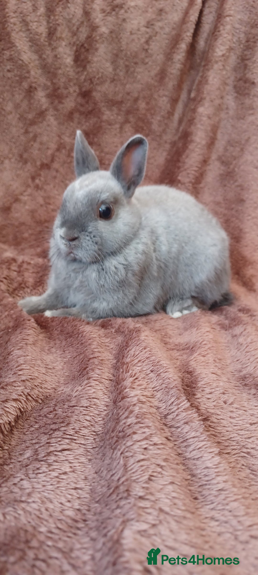 Netherland Dwarf rabbits for sale: Netherland dwarf  - Image 3