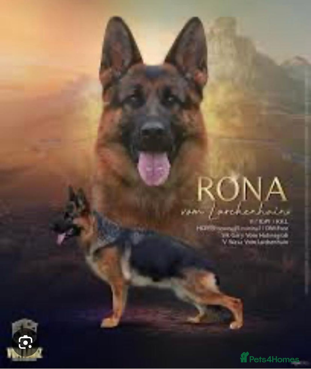 German Shepherd dogs for stud: KC Registered German Shepherd Stud in Stafford - Image 17