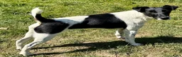 Fox Terrier dogs for sale: PIXEL – Female Jack Russell (Fox Terrier) - Advert 2