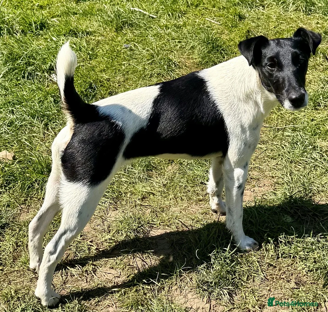 Fox Terrier dogs for sale: PIXEL – Female Jack Russell (Fox Terrier) - Advert 2