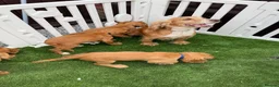 Cocker Spaniel dogs for sale: Beautiful Chunky Golden Cocker Spaniel Puppies.  - Advert 17