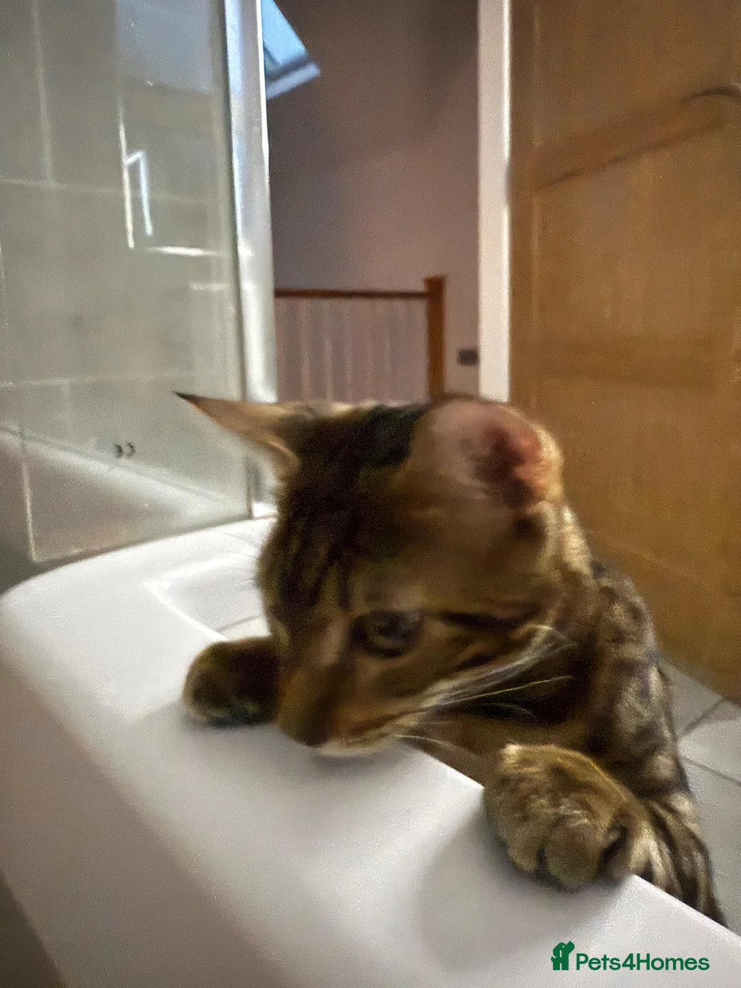 Bengal cats for sale: Pair of 1 year old Bengals - Advert 10