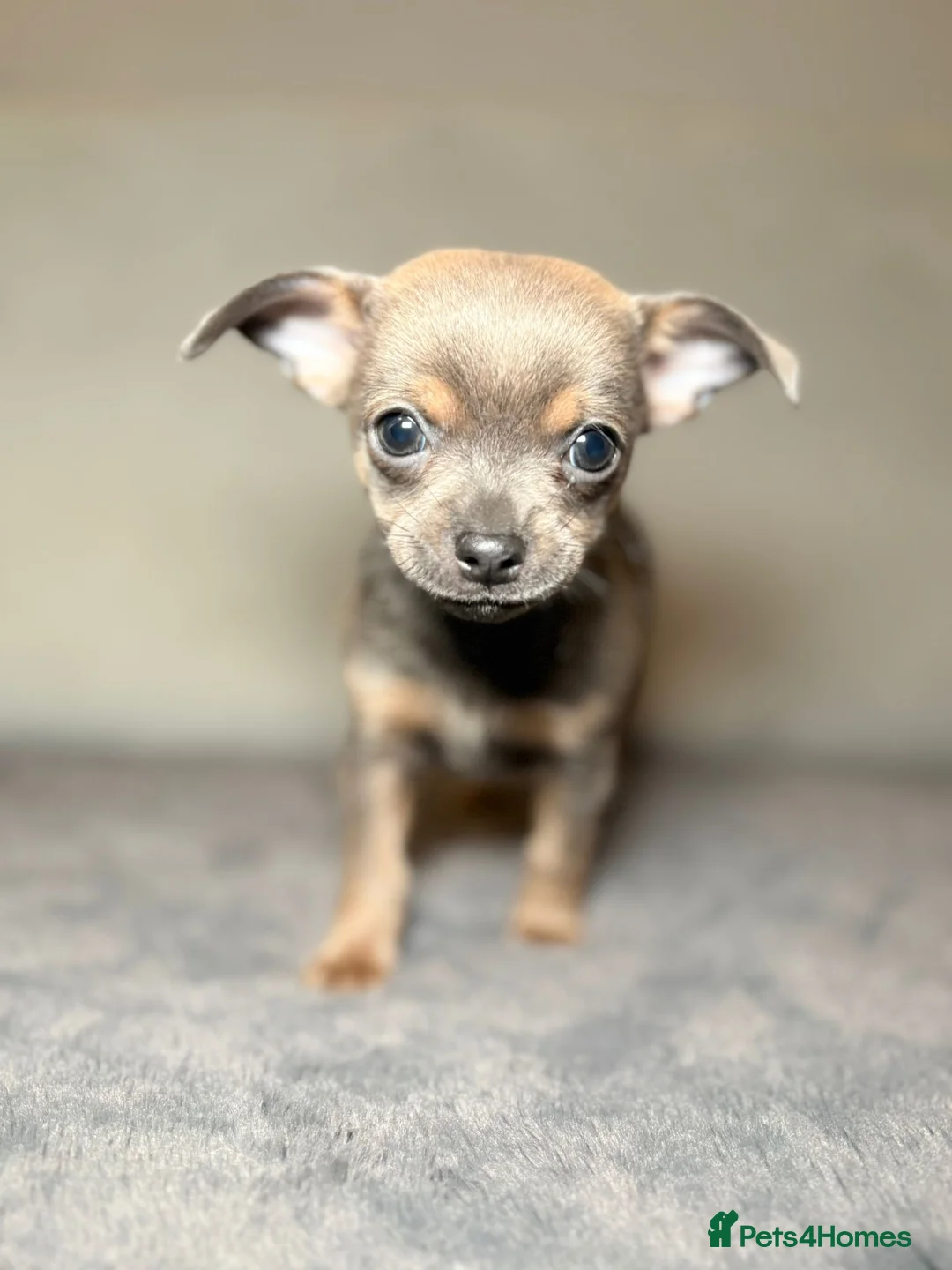 Chihuahua dogs for sale: Chihuahua Puppies💝 - Advert 9