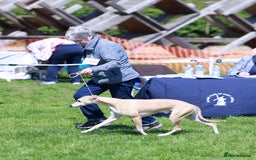 Whippet dogs for stud: Demerlay On a Promise in Wakefield - Image 2