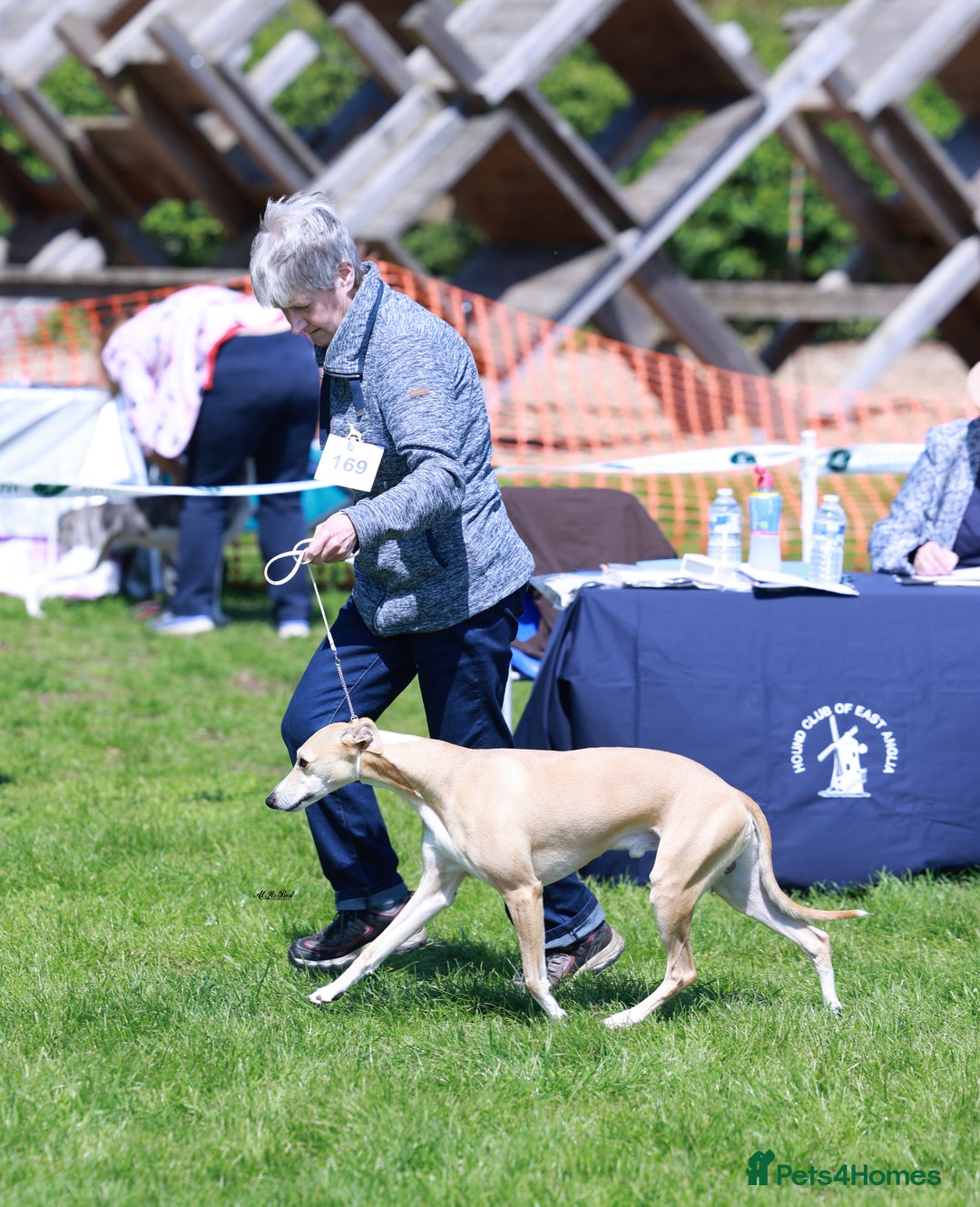 Whippet dogs for stud: Demerlay On a Promise in Wakefield - Image 2