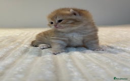 British Shorthair cats for sale: TICA Reg Beautiful Golden & Golden Tabby Bsh  - Image 16