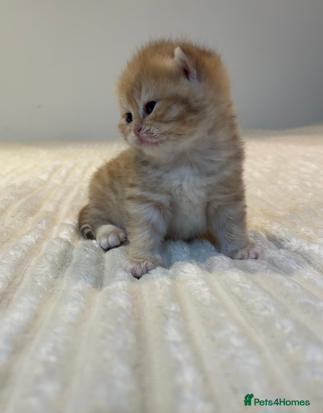 British Shorthair cats for sale: TICA Reg Beautiful Golden & Golden Tabby Bsh  - Image 16