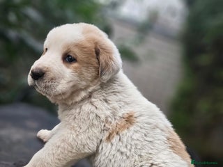 Central Asian Shepherd dogs Beautiful central Asian shepherd puppies - Advert 2