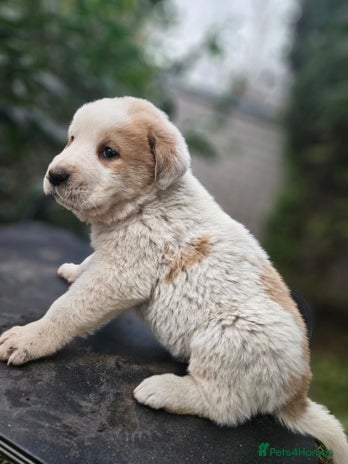 Central Asian Shepherd dogs Beautiful central Asian shepherd puppies - Advert 2