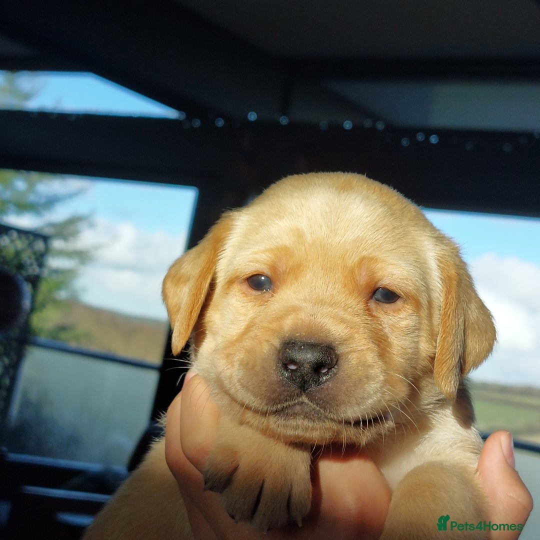 Labrador Retriever dogs for sale: Coco’s Labrador Puppies Seeking Loving Homes - Advert 13