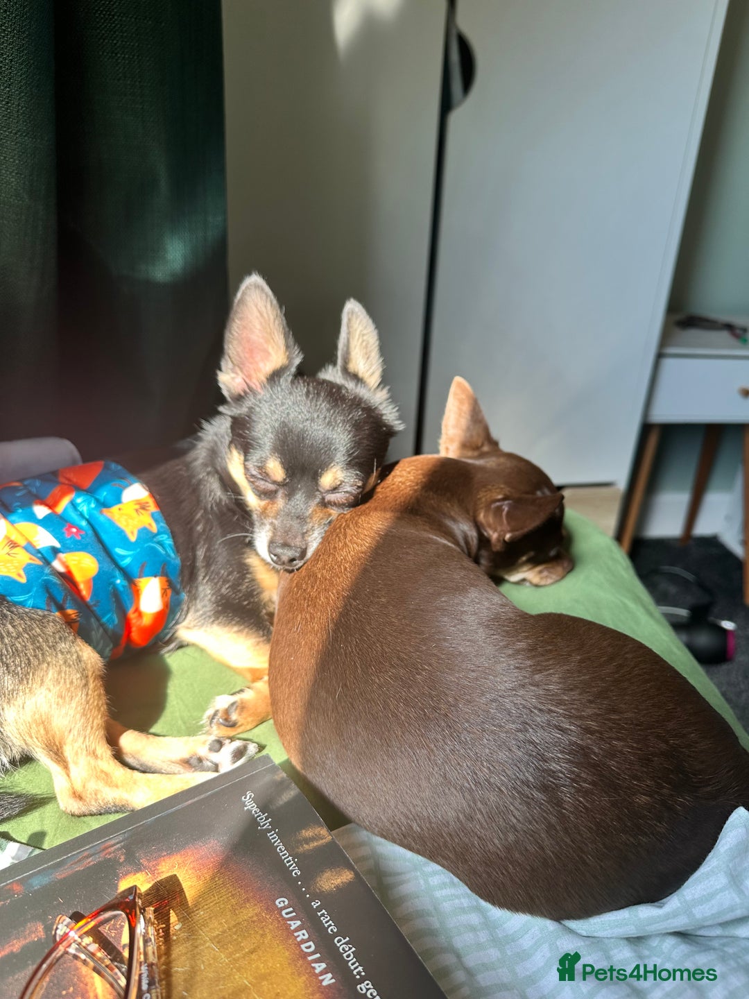 Chihuahua dogs for sale: Male and female chihuahua free rehoming. - Advert 1