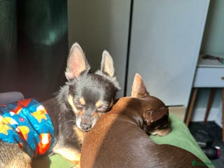 Chihuahua dogs Male and female chihuahua free rehoming. - Advert 1
