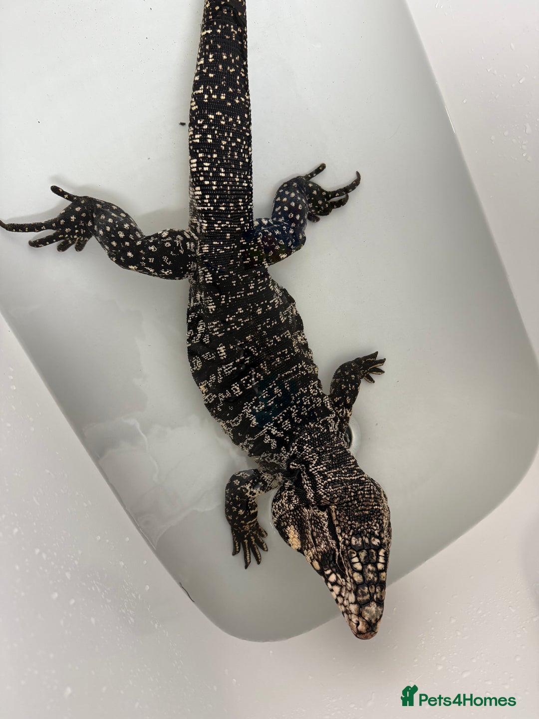Monitor reptiles for sale: Black and White Tegu - Image 3
