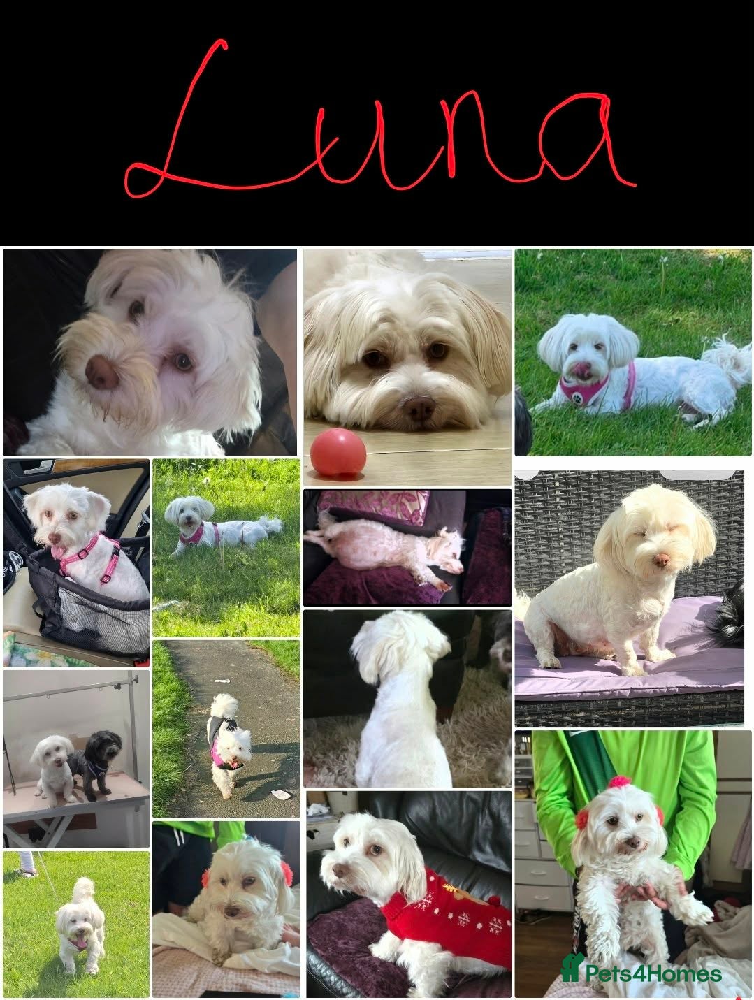 Havanese dogs 9 Purebred Havanese puppies,7 weeks look.new home - Advert 15