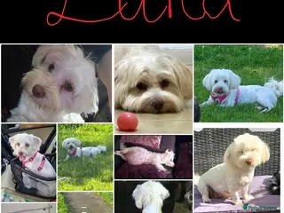 Havanese dogs 9 (now3 )Purebred Havanese Full vaccinated,chipped - Advert 1