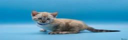 Bengal cats for sale: Snow Lynx Bengal Kittens–Available for Reservation - Advert 7
