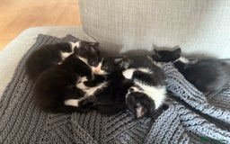 British Shorthair cats for sale: 5 gorgeous kittens - Image 4