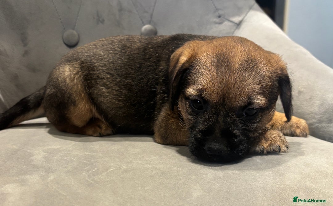 Border Terrier dogs for sale: Stunning KC Registered Border Terrier Pups - Image 5