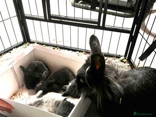 Lionhead rabbits Bouncing baby bunnies - Advert 12