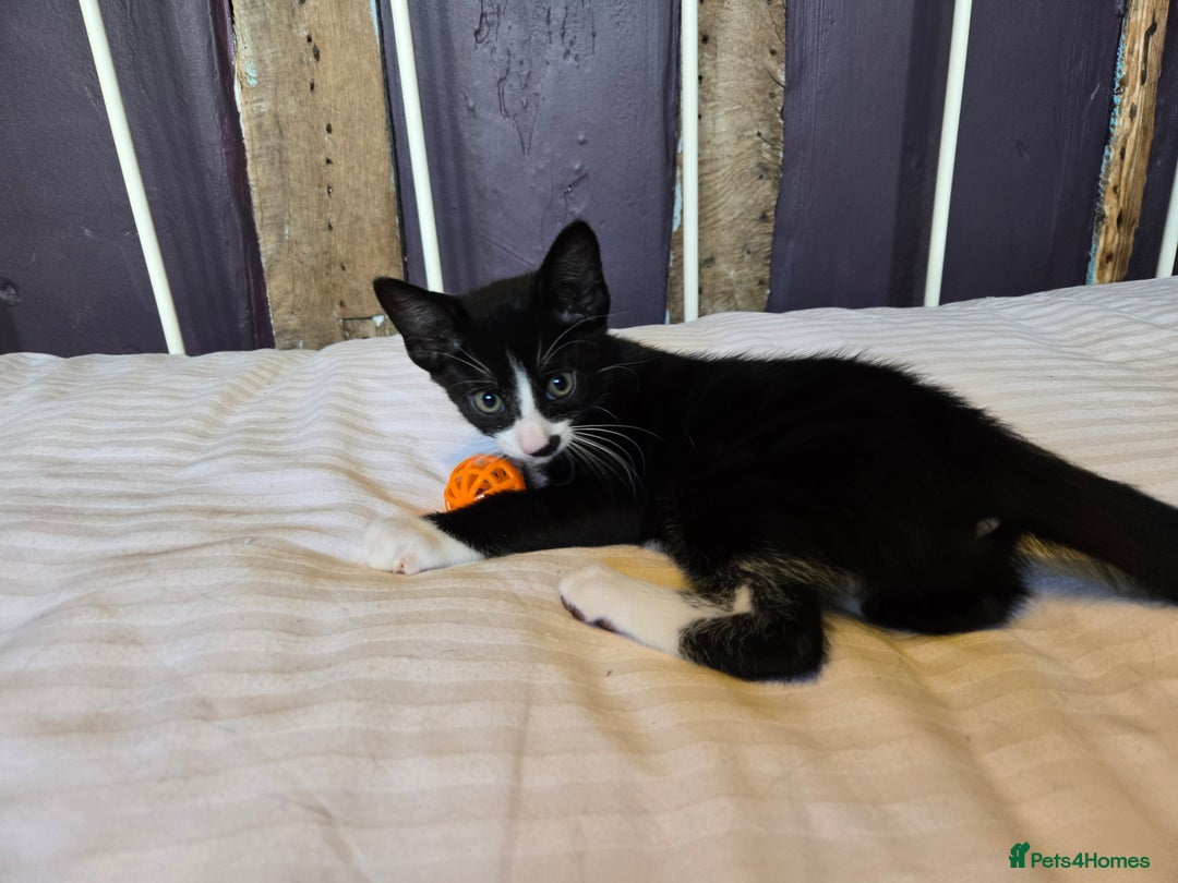 Mixed Breed cats for sale: Beautiful little boy ready for his forever home. - Image 2