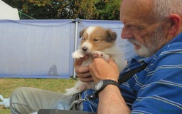 Rough Collie dogs for sale: Rough collie female pups  - Image 8