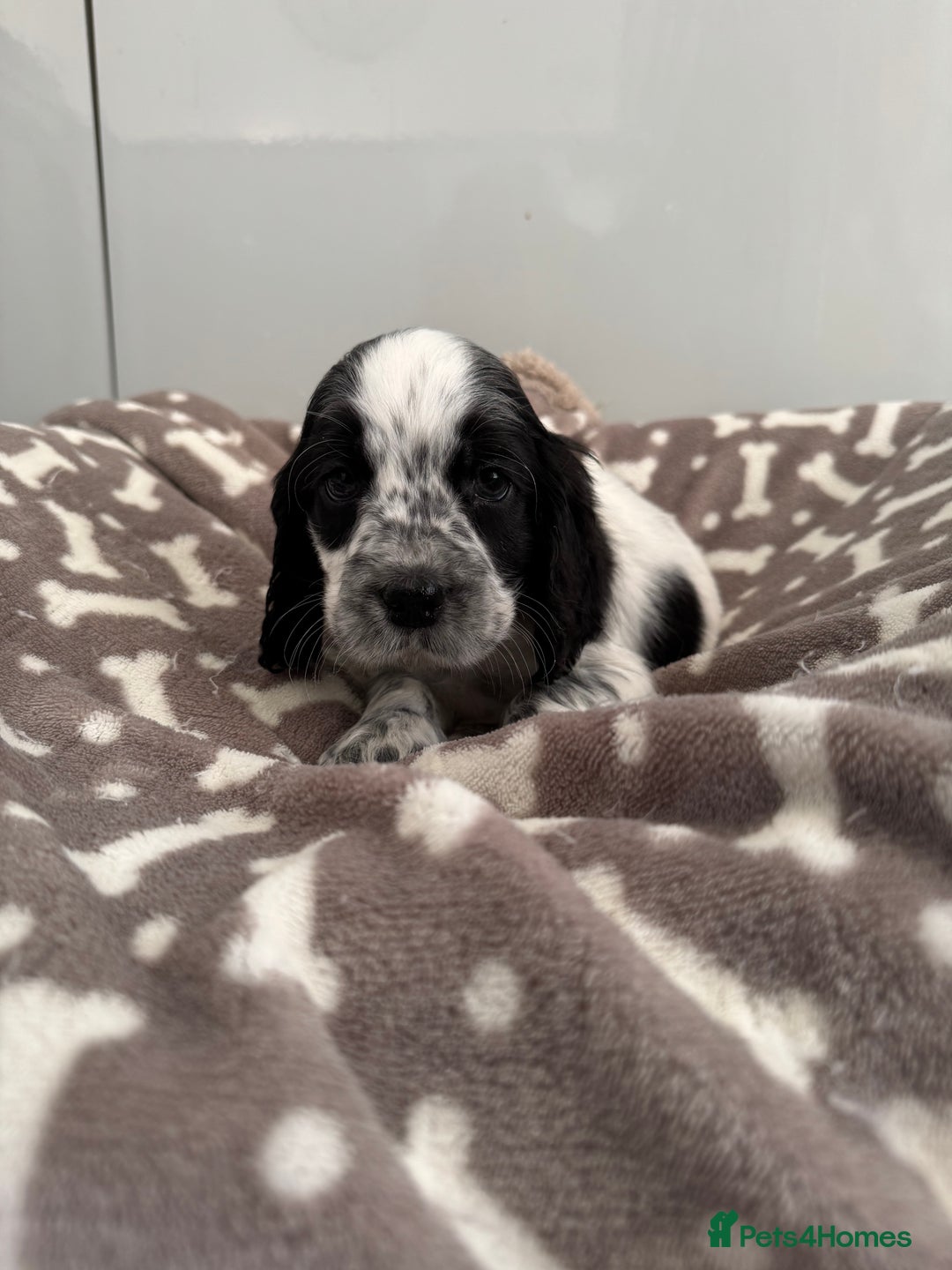 Cocker Spaniel dogs for sale: KC REG SHOW TYPE A⭐ COCKER SPANIELS - Advert 7