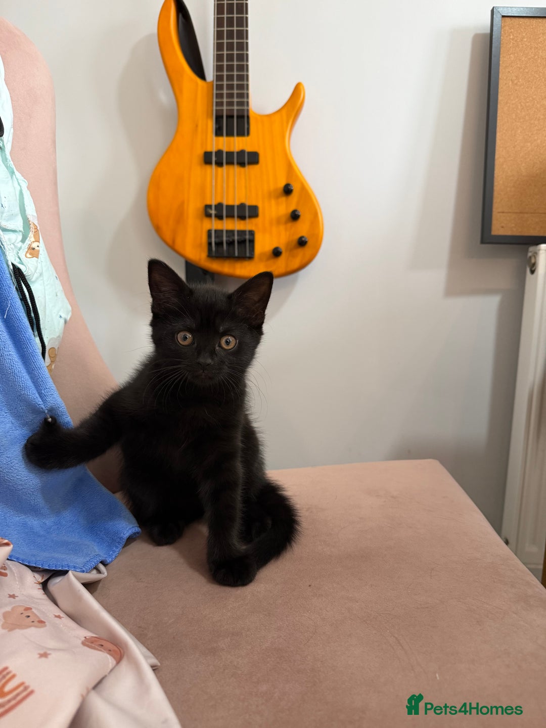 British Shorthair cats for sale: British short hair cross  - Image 12