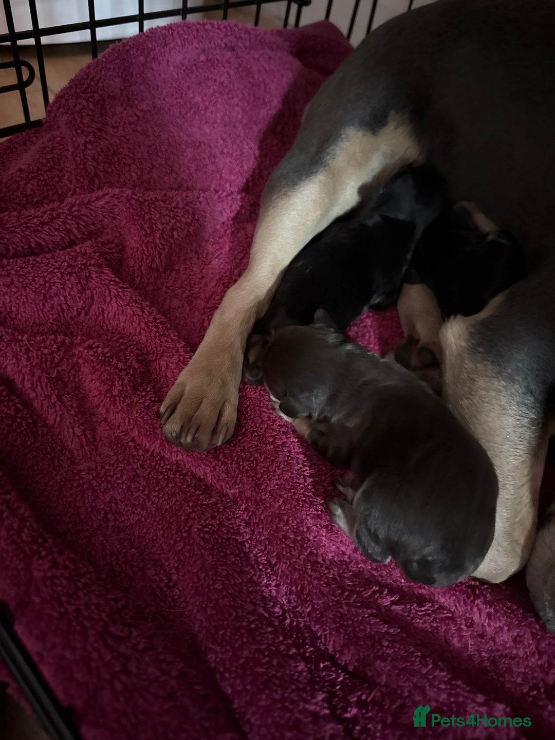 French Bulldog dogs for sale: Three French bulldog males  - Advert 4