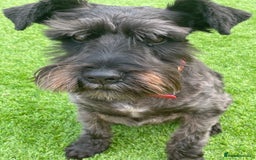 Miniature Schnauzer dogs for sale: Frank - Image 3