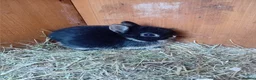 Netherland Dwarf rabbits for sale: Netherland dwarf rabbits  - Advert 5