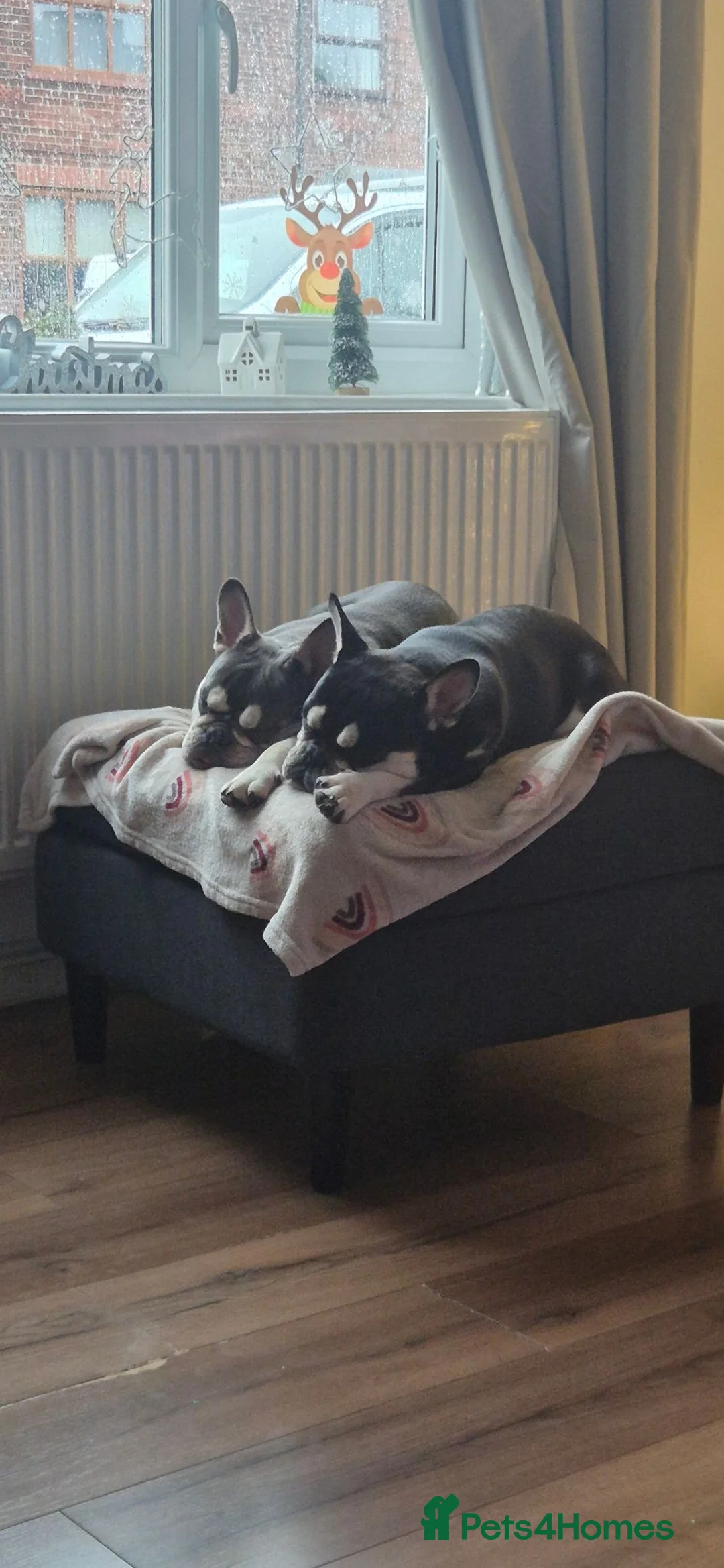 Mixed Breed dogs for sale: 2 French Bulldog x English Bulldog in Warrington - Advert 5