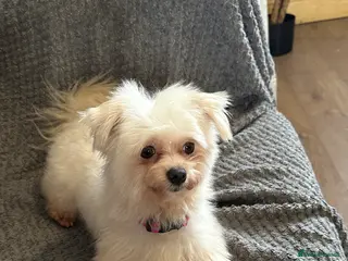 Maltese dogs Maltase 18 months female - Advert 15