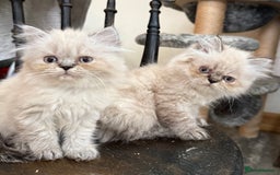 Persian cats for sale: Persian Colorpoint Seal Tabby Point kittens - Image 1