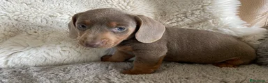 Dachshund 5