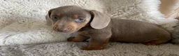 Dachshund dogs for sale: Gorgeous dachshund puppies deposit secure  - Advert 12