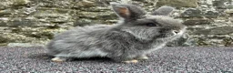 Mini Lop rabbits for sale: Blue fox boy for sale  - Advert 5